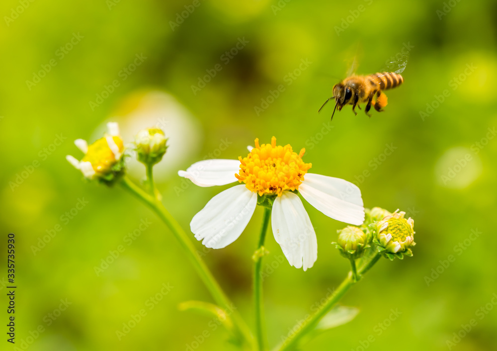 Bee eating pollen of flower in the field, Chiangmai Thailand Bee eating pollen of flower in the field, Chiangmai Thailand