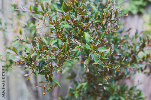 Wallpaper Mural close-up of lillypilly plant outdoor Torontodigital.ca