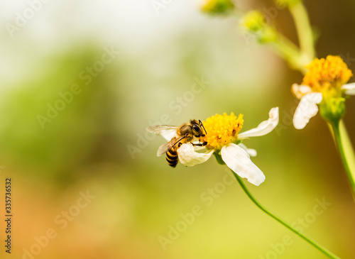 Bee eating pollen of flower on the tree, Chiangmai Thailand
