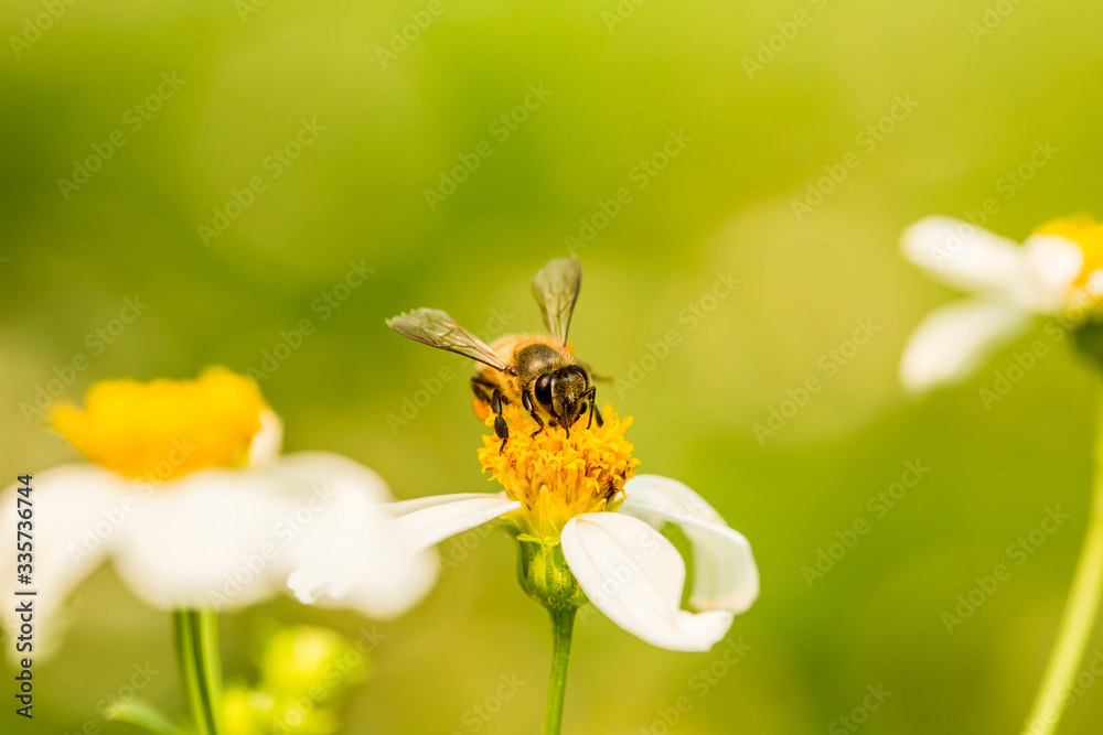 Bee eating pollen of flower on the tree, Chiangmai Thailand Bee eating pollen of flower on the tree, Chiangmai Thailand