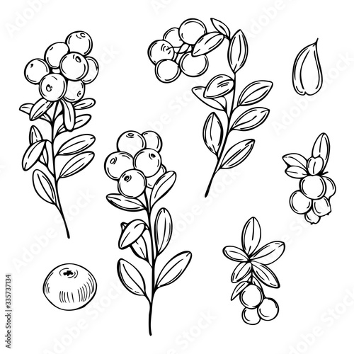 Hand drawn forest berry. Lingonberry. Cowberry. Vector sketch illustration