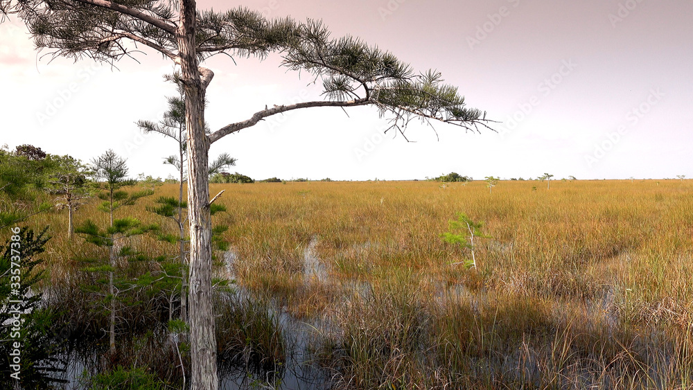 Amazing landscape in the Everglades of South FLORIDA Amazing landscape in the Everglades of South FLORIDA