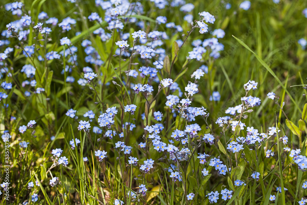 Blue Forget Me Not Flowers In Sun