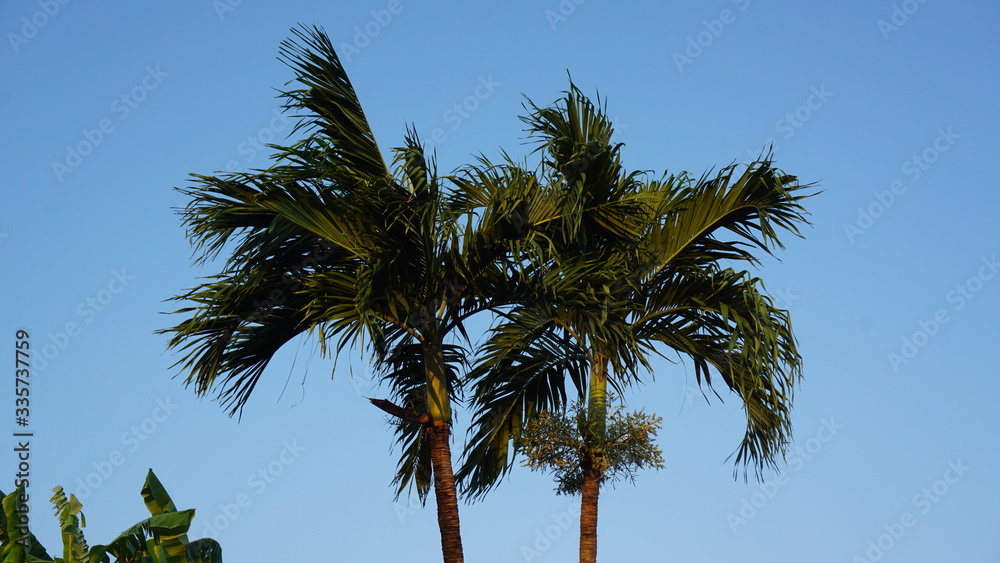 Fototapeta premium Tropical palm trees and sky scene
