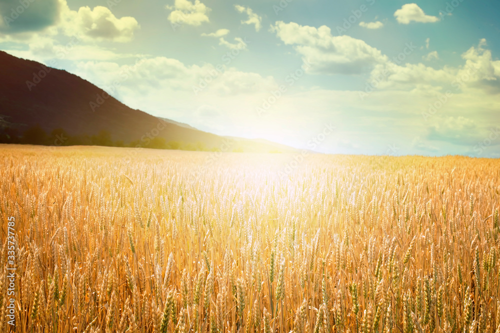 Obraz premium Cereal crops and sunlight