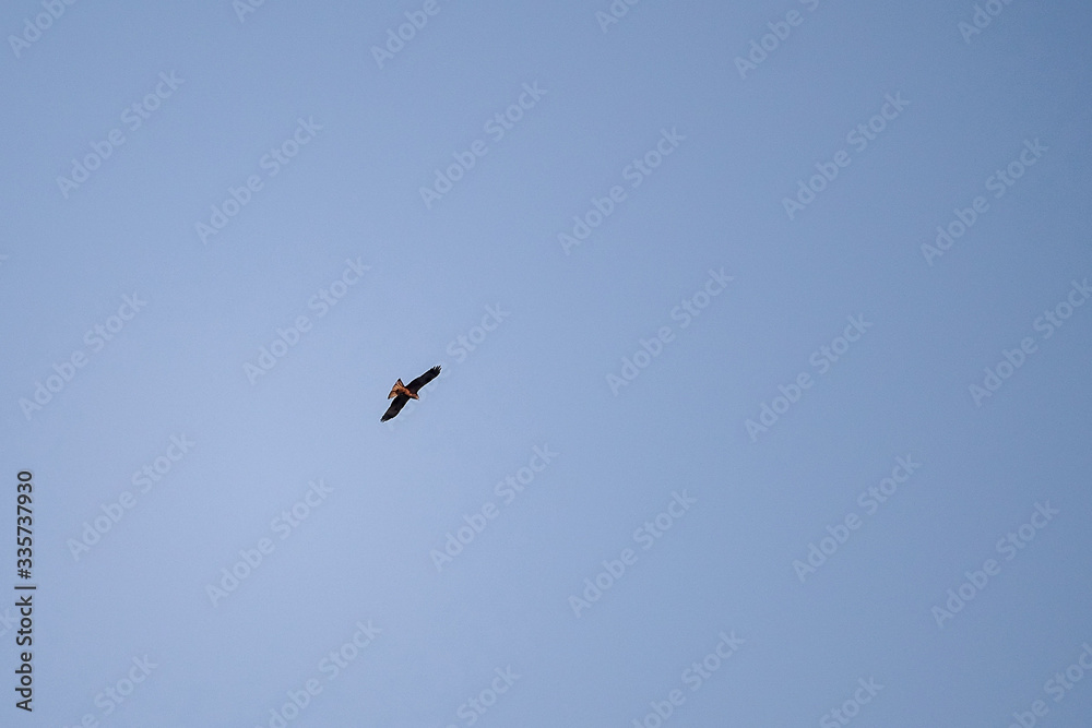 flying eagle in the blue sky