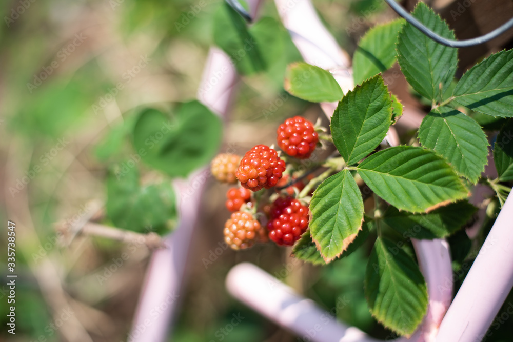Fresh blackberry fruits on blur background. Fresh blackberry fruits on blur background.