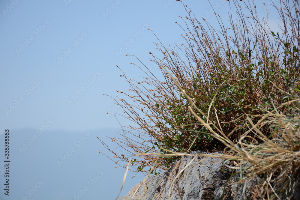 Vitality grass on the rock. Vitality grass on the rock.