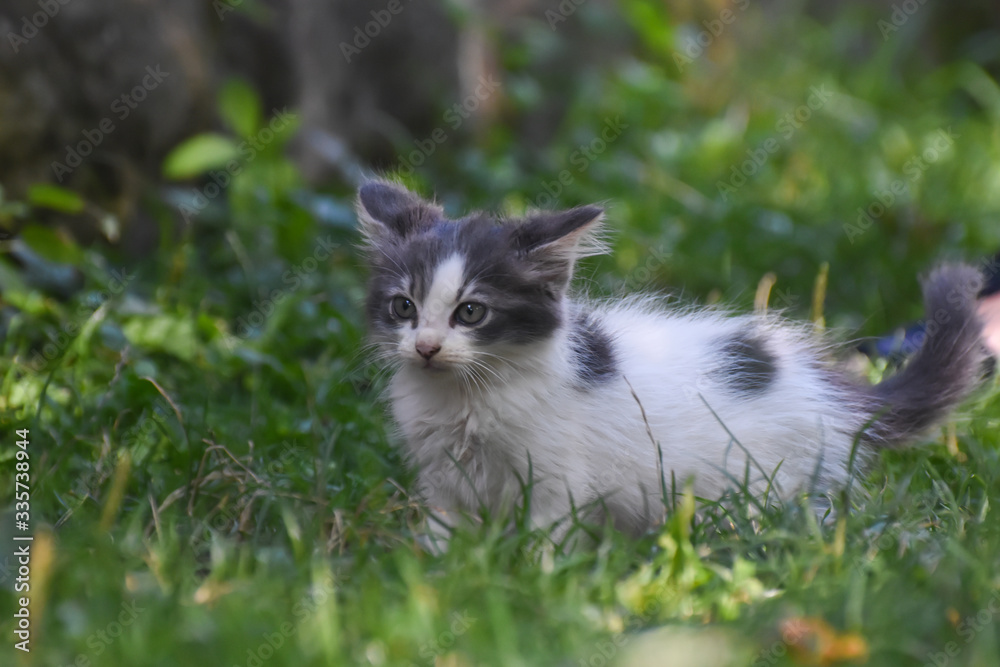 Curious little kitten play in the grass. Little kitty play outside

