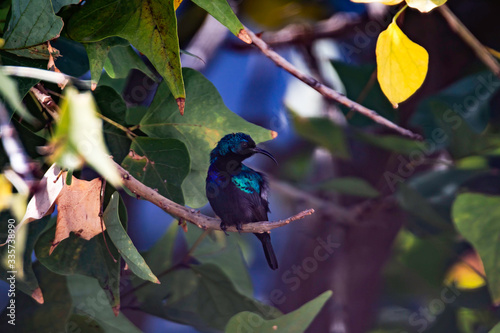 A male Orange-Tufted Sunbird (Cinnyris osea), a type of old world hummingbird, looking around and showing his tongue.