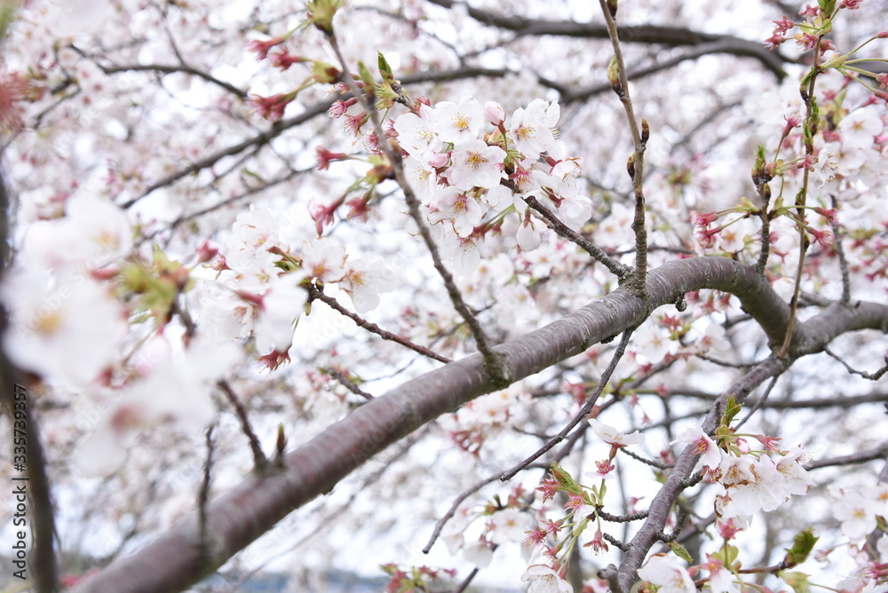 桜