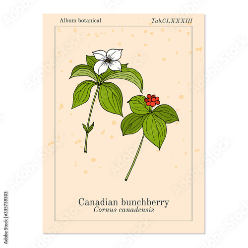 Canadian bunchberry cornus canadensis , medicinal plant