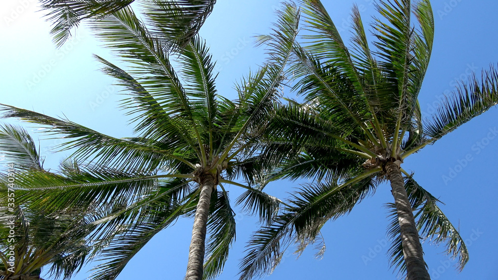 Fototapeta premium Palm trees in the wind against blue sky