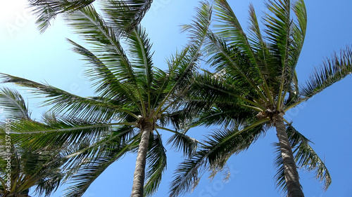 Palm trees in the wind against blue sky