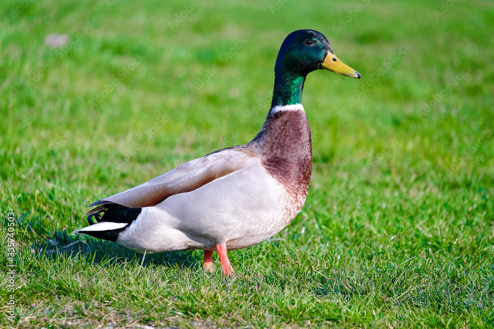 Adult Mallard Duck (Anas platyrhynchos) Adult Mallard Duck (Anas platyrhynchos)