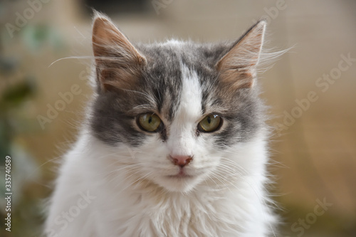 Portrait of a beautiful fluffy  cat. Kitten rest outside