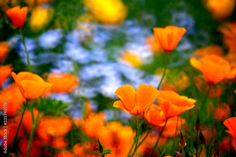 ネモフィラの群生の中のオレンジ色のカリフォルニアポピー Stock 写真 Adobe Stock