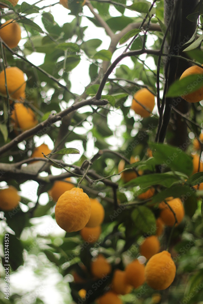 Limonary  beautiful lemons fruits nature