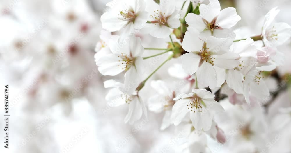 満開の桜 満開の桜