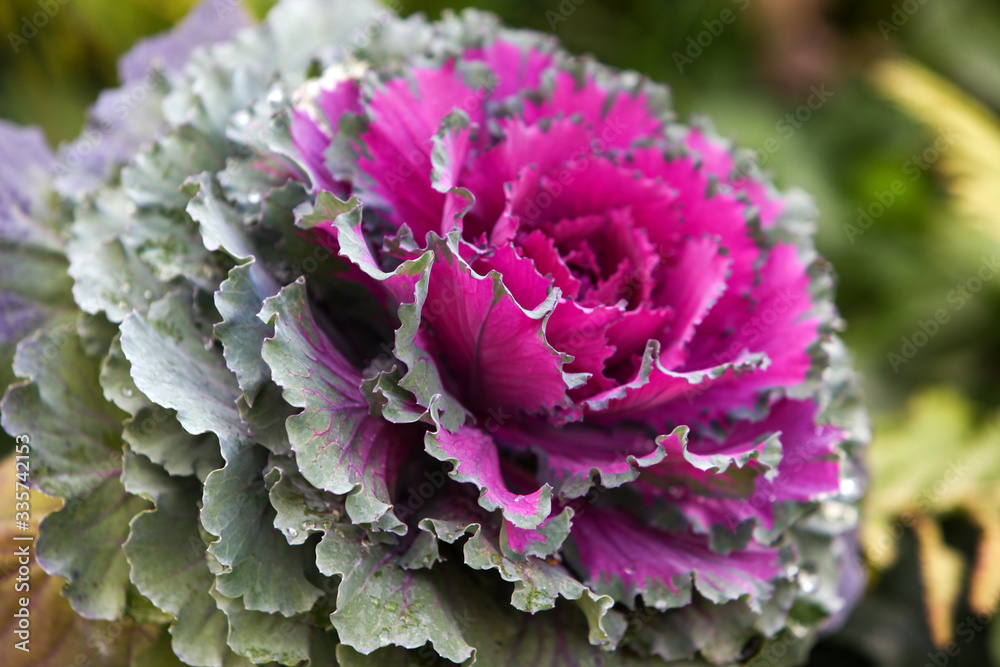 Beautiful ornamental purple cabbage with bright magenta and grey frilly leaves in the garden. Beautiful ornamental purple cabbage with bright magenta and grey frilly leaves in the garden.
