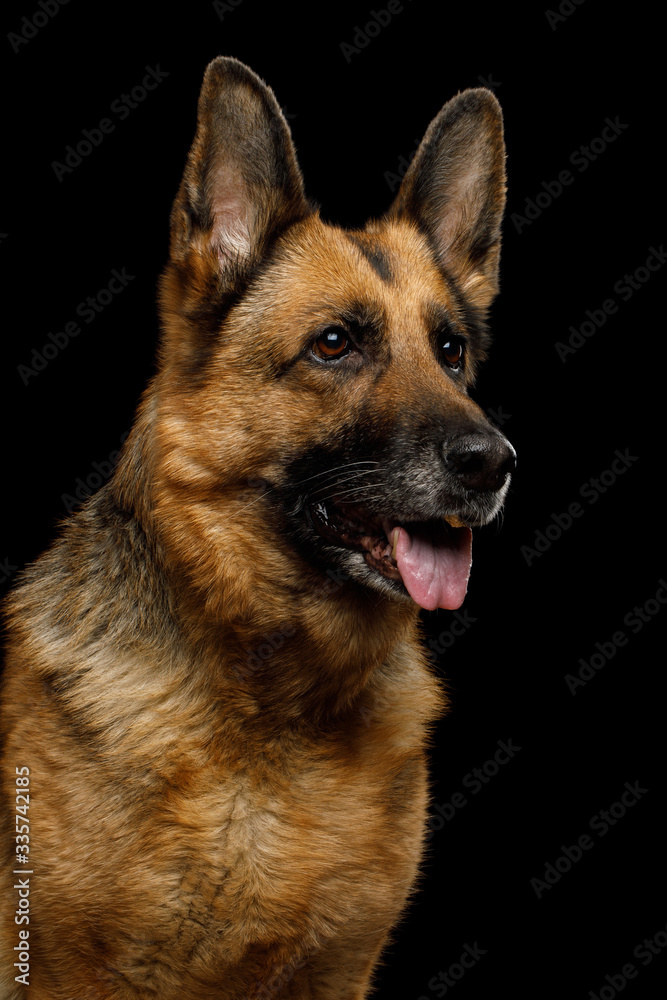 Portrait of Cute German Shepherd Dog Looking Curious on Isolated Black Background, Profile view