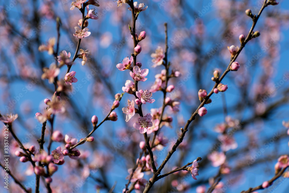 Spring when fruit trees bloom. Peach flowers and blue sky in the background. Greetings card Spring when fruit trees bloom. Peach flowers and blue sky in the background. Greetings card
