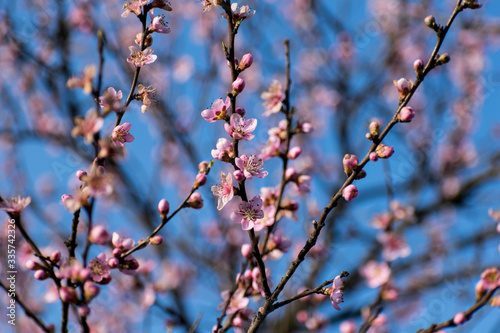 Spring when fruit trees bloom. Peach flowers and blue sky in the background. Greetings card © bogdan vacarciuc