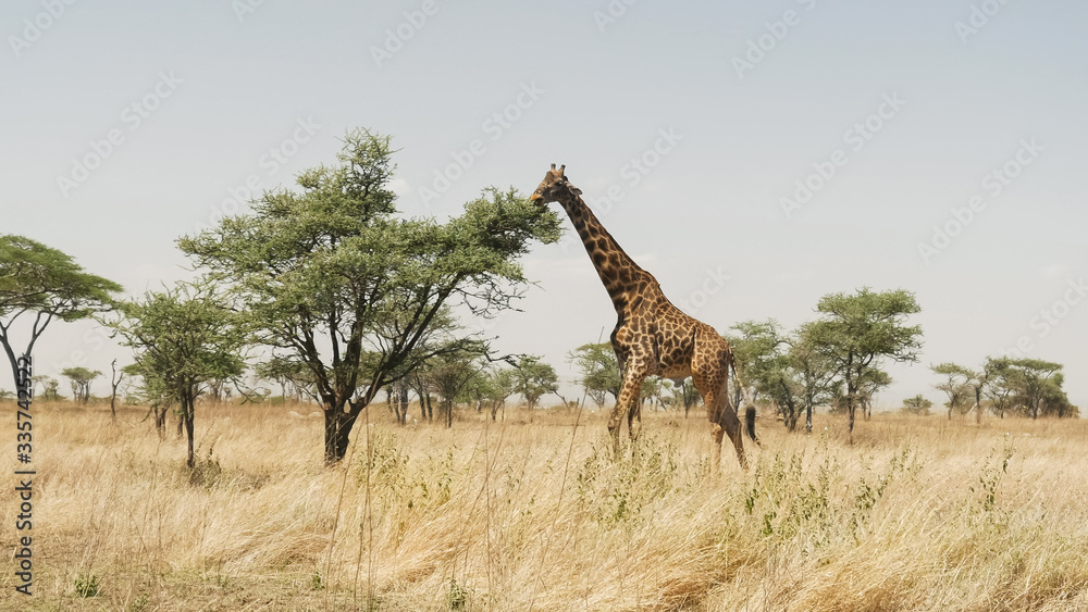 wide view of a giraffe feeding on an acacia tree in serengeti