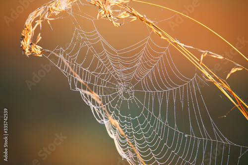 Beautiful spider web hanging on a piece of grass in the morning light with shimmering dewdrops like diamonds.