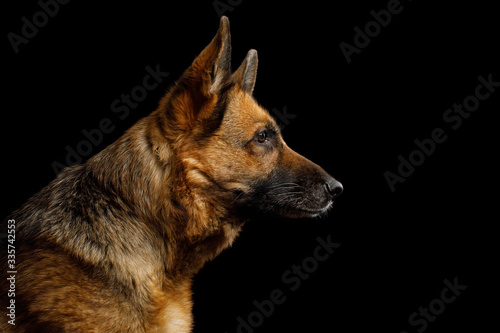 Close-up Portrait of German Shepherd Dog in Profile view on Isolated Black Background