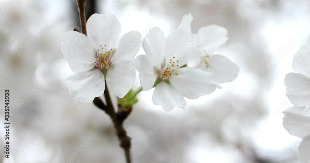 満開の桜 満開の桜