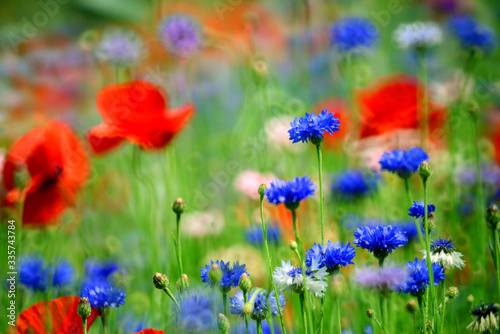 春の花が咲き乱れる中に立つ青いヤグルマギク