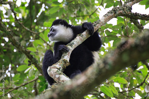 Colobus Affe