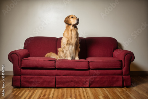 Golden Retriever dog on burgundy sofa