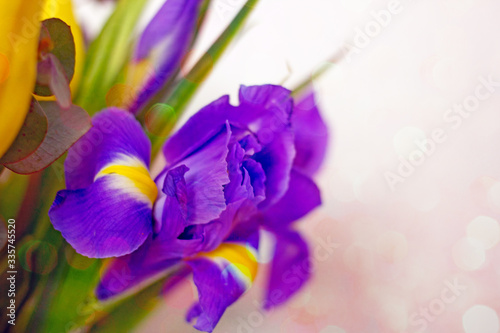 Fototapeta Naklejka Na Ścianę i Meble -  Bouquet of yellow and lilac irises close-up