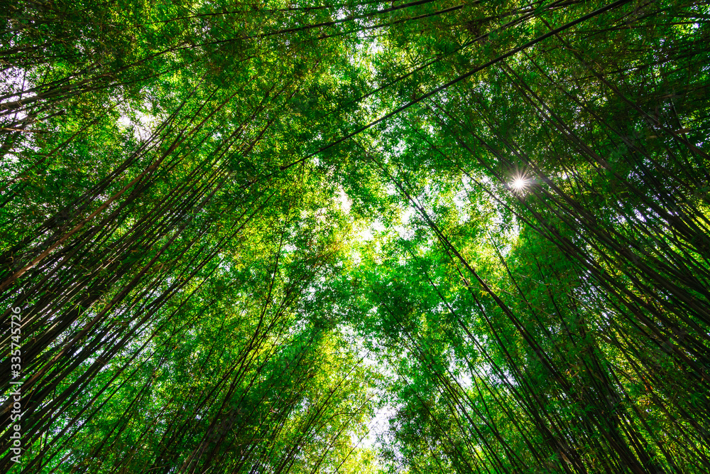 Bamboo in the forest on nature background Bamboo in the forest on nature background