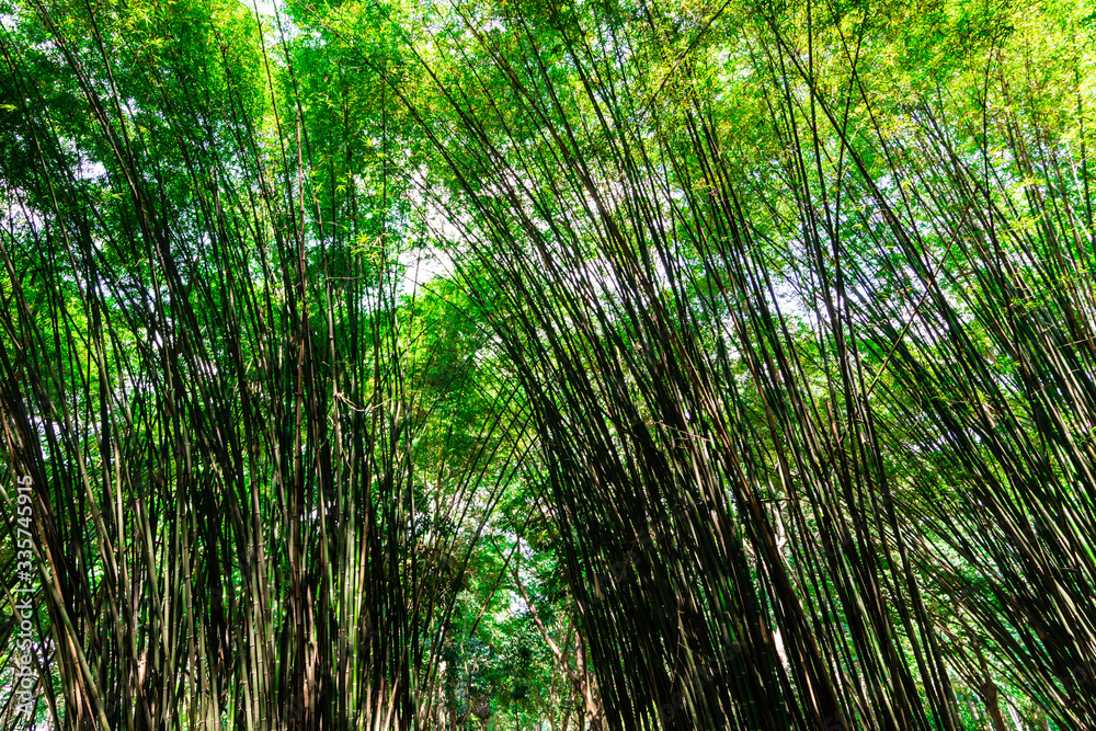 Bamboo in the forest on nature background Bamboo in the forest on nature background