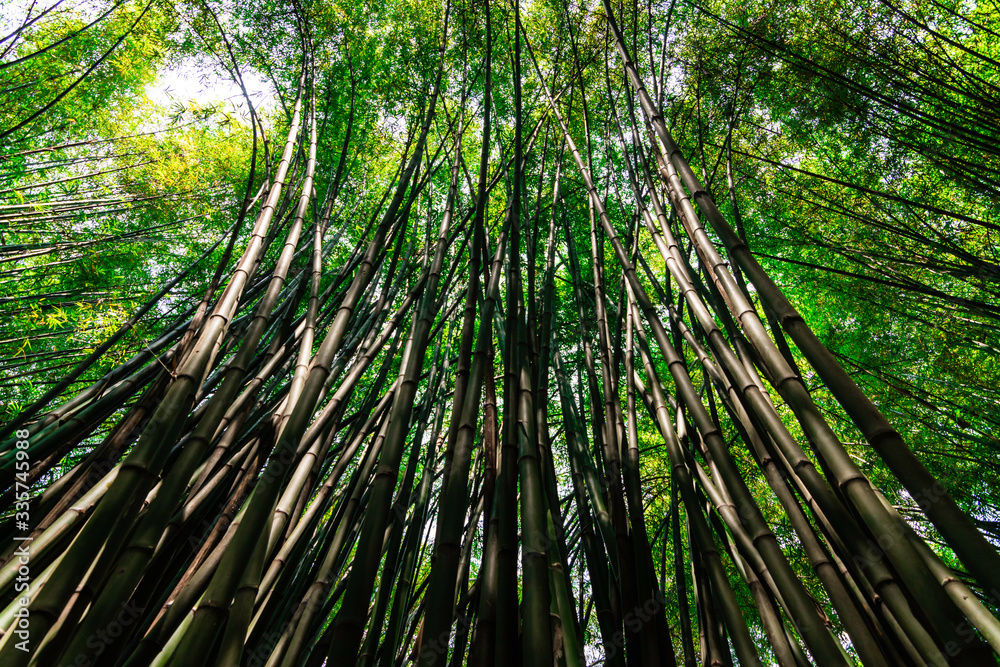 Bamboo in the forest on nature background Bamboo in the forest on nature background