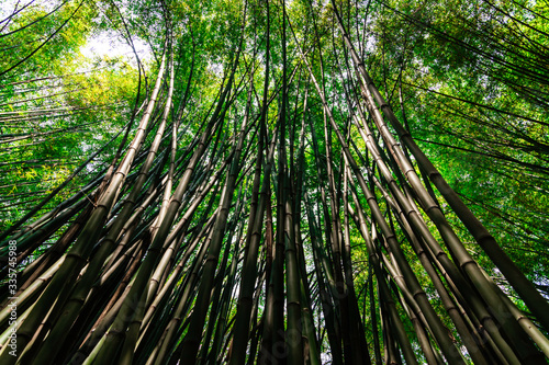 Bamboo in the forest on nature background