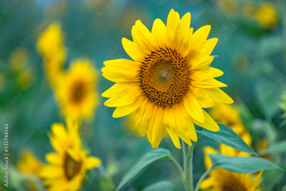 Sunflowers ready to harvest Sunflowers ready to harvest