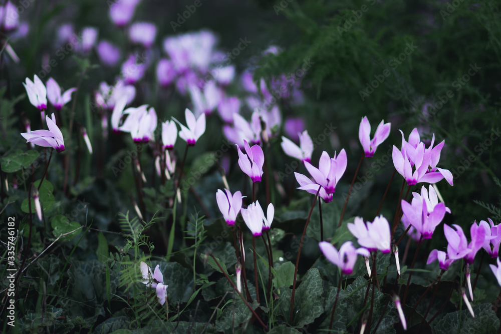 A group of pink cyclamen in winter bloom. Blurred green background. Sataf nature reserve. Jerusalem.