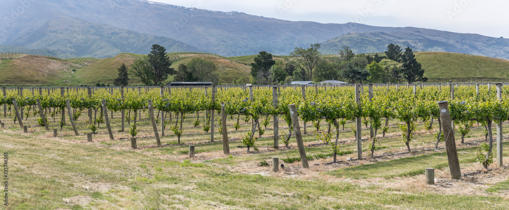 lines of vine plants in large vineyard near Mt. Pisa, Otago, New Zealand