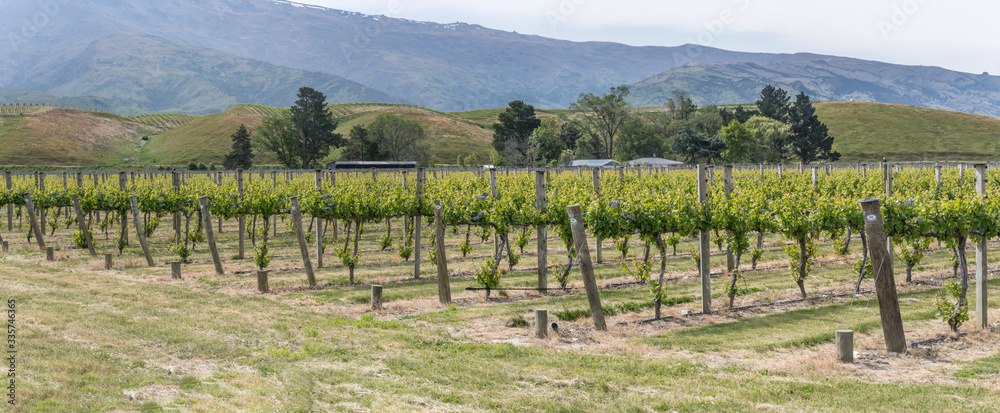 Fototapeta premium lines of vine plants in large vineyard near Mt. Pisa, Otago, New Zealand
