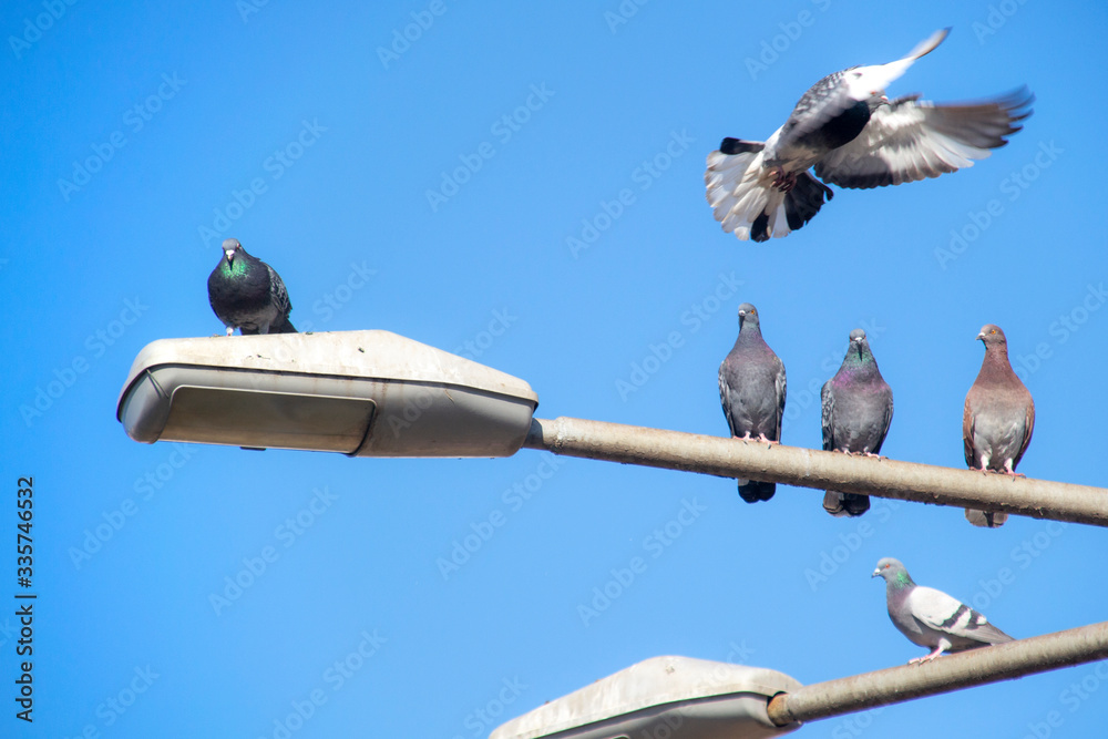 pigeon in flight. pigeons in an urban environment pigeon in flight. pigeons in an urban environment
