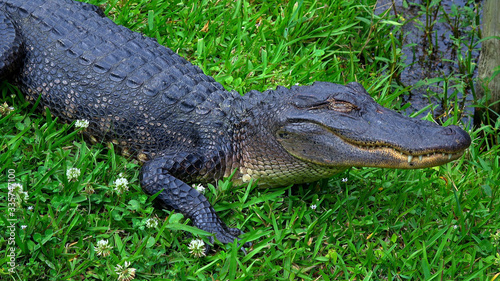 Wild animals in the swamps near New Orleans - alligator