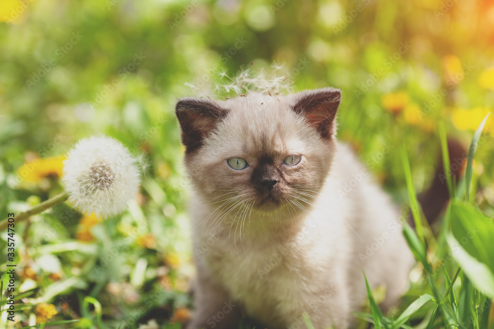 Little kitten with big dandelion with seeds. The kitten sits on the grass in spring