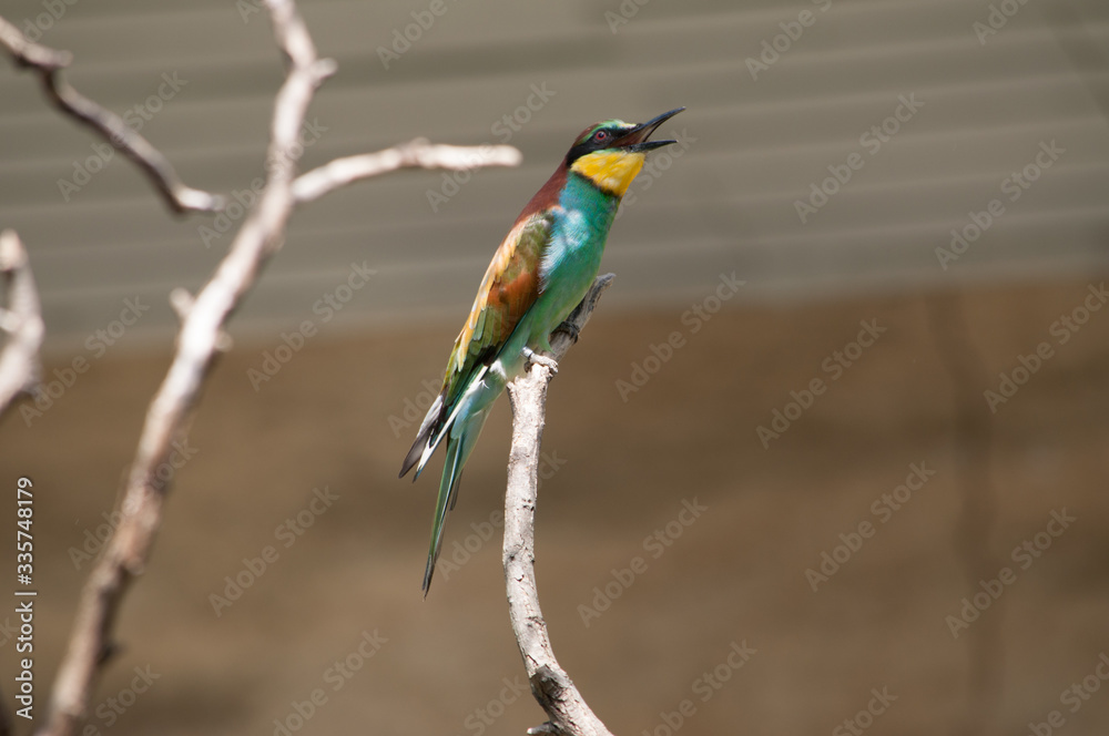 Fototapeta premium Animals