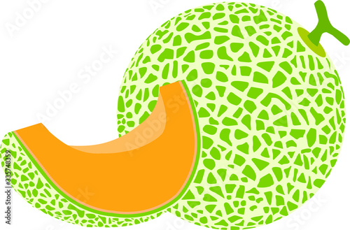 vector illustration of green melon