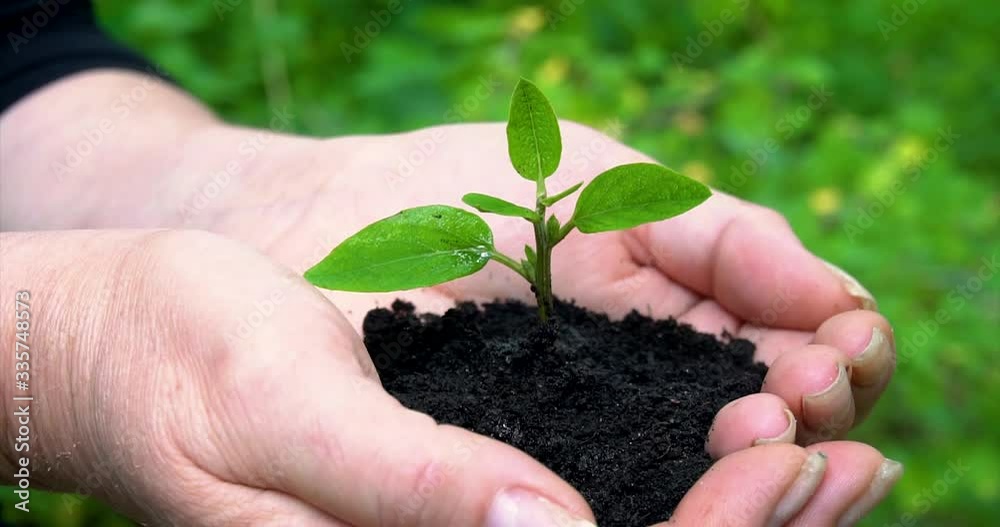 Woman shows hands with young green plant in soil close up Woman shows hands with young green plant in soil close up