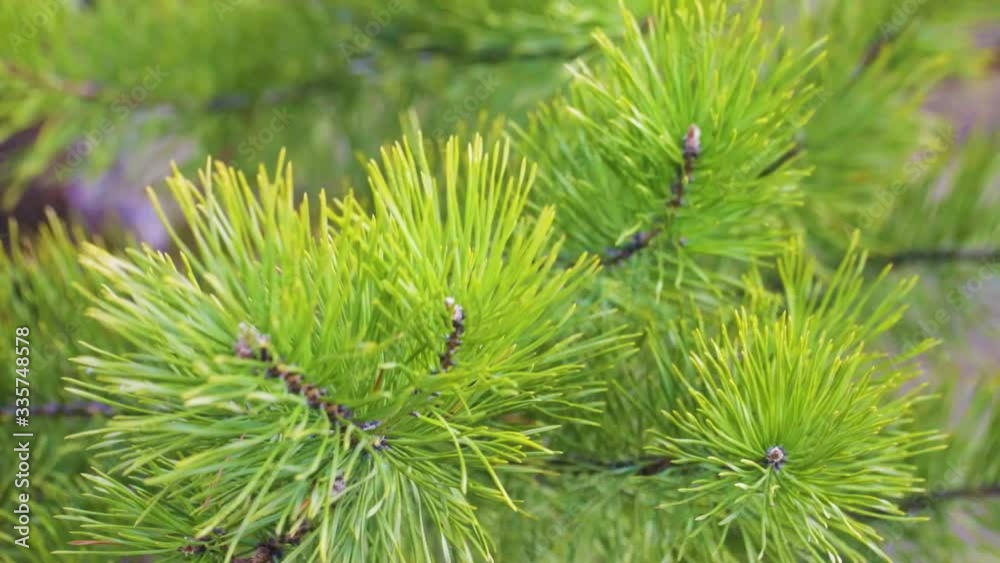 Pine branches on a sunny day at spring. Slow motion Pine branches on a sunny day at spring. Slow motion